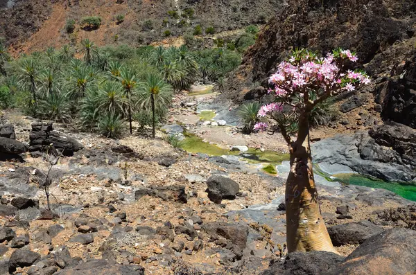 Yemen, paisaje de Socotra — Foto de Stock