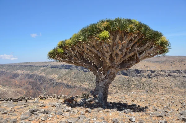 Yemen, Socotra, árbol de dragón en la meseta de Diksam — Foto de Stock