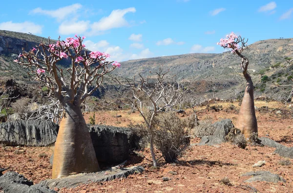 Yemen, Socotra, bottle trees (desert rose - adenium obesum) on Diksami plateau — Stock Photo, Image