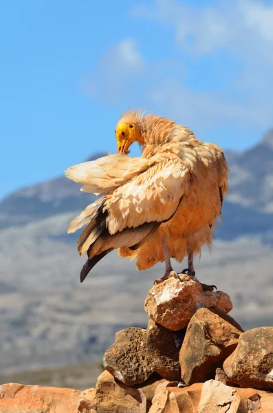 Abutre egípcio (Neophron Percnopterus) na ilha de Socotra — Fotografia de Stock