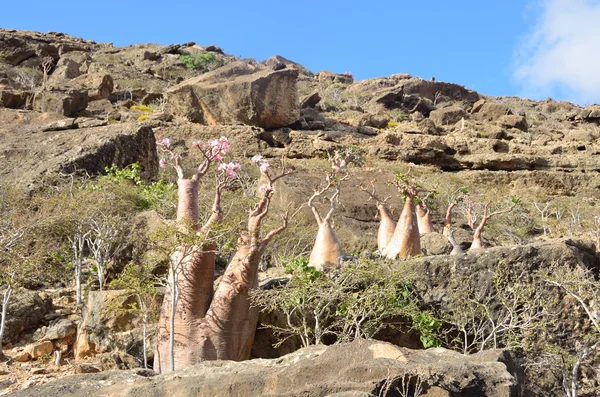 Jemen, socotra, láhev stromy (pouštní růže - adenium obesum) v rokli kalesan — Stock fotografie