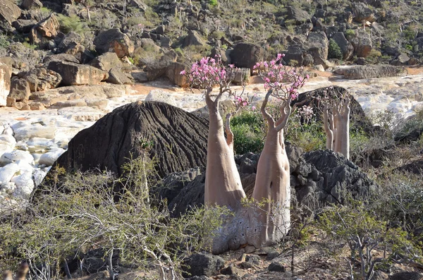 Yemen, Socotra, bottle trees (desert rose - adenium obesum) in the Gorge of Kalesan — Stock Photo, Image