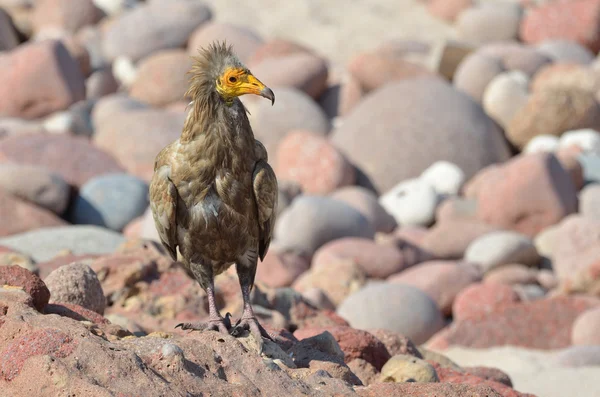 Egyptian vulture (Neophron Percnopterus) on the island of Socotra — Stock Photo, Image