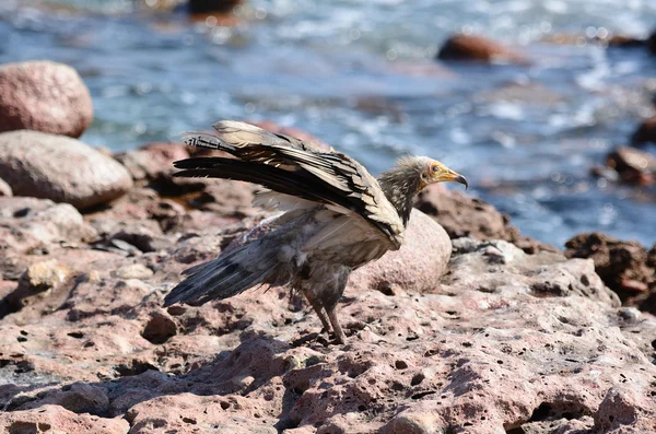 Egyptian vulture (Neophron Percnopterus) on the island of Socotra — Stock Photo, Image