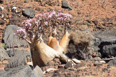 Diksam platosunda Yemen, Socotra, şişe ağaçları (çöl gülü - adenyum obesum).