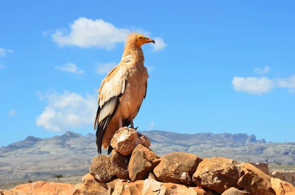 O abutre (Neophron Percnopterus) senta-se na pedra — Fotografia de Stock
