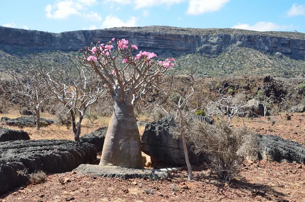 Yemen, Socotra, alberi da bottiglia (rosa del deserto - adenio obesum ) — Foto Stock