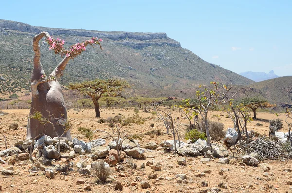 Yemen, Socotra, alberi di bottiglia (rosa del deserto - adenium obesum) sull'altopiano sopra la gola di Kalesam — Foto Stock