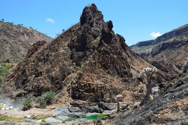 Diksam 高原近くソコトラ イエメン渓谷 — ストック写真