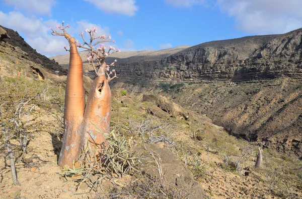 Jemen, socotra, láhev stromy (pouštní růže - adenium obesum) v rokli kalesan — Stock fotografie