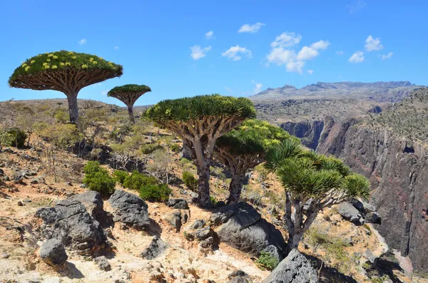 Yemen,dragon trees in mauntains of Sokotra — Stock Photo, Image