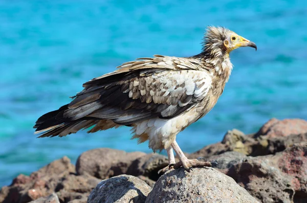O abutre (Neophron Percnopterus) senta-se na margem do mar árabe — Fotografia de Stock