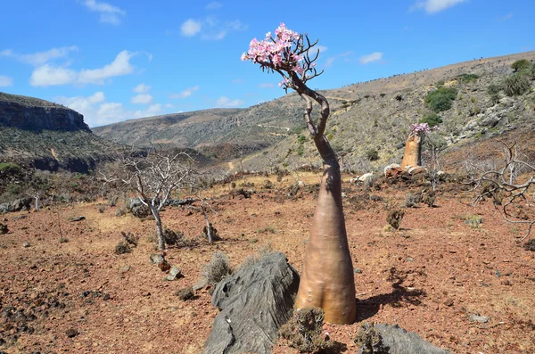 Jemen, Socotra, flessenbomen (woestijnroos - adenium obesum) op het plateau van Diksam — Stockfoto