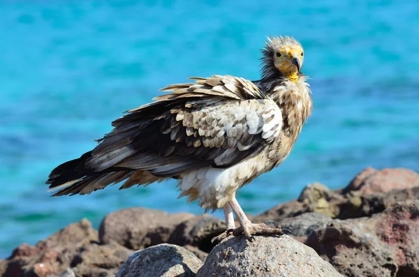The vulture (Neophron Percnopterus) sits on the bank of Arabian sea — Stock Photo, Image