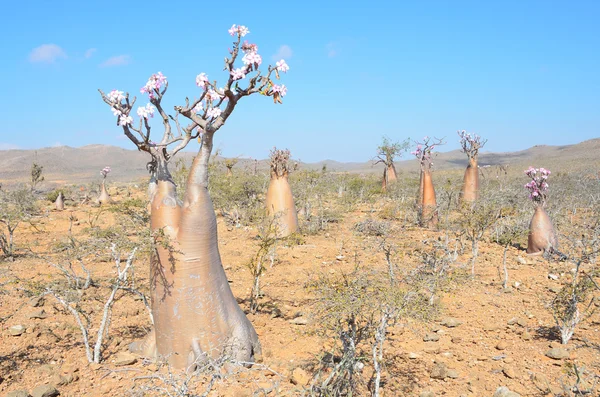 Yemen, socotra, fles bomen (woestijn roos - Woestijnroos obesum) op plateau over de kloof van kalesan — Stockfoto