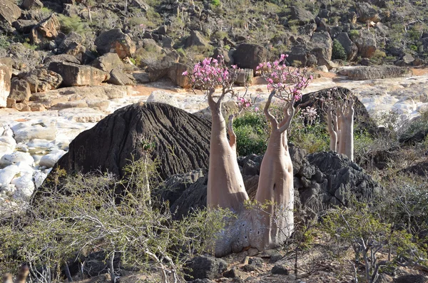 Yemen, Socotra, alberi da bottiglia (rosa del deserto - adenium obesum) nella gola di Kalesan — Foto Stock