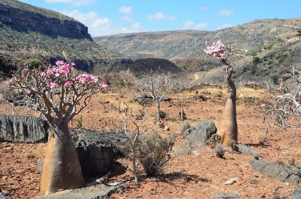 Jemen, Socotra, flessenbomen (woestijnroos - adenium obesum) op het plateau van Diksam — Stockfoto