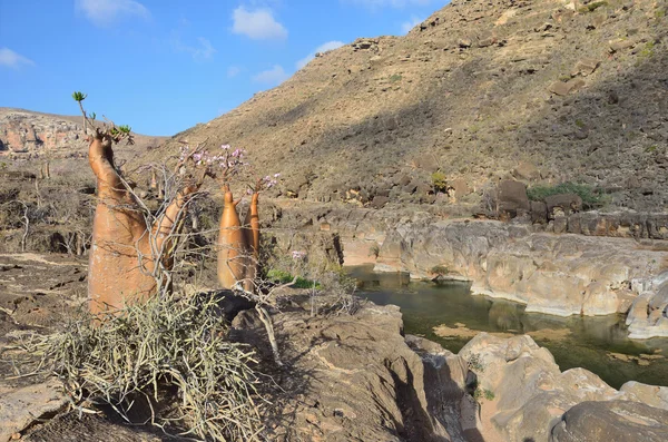 イエメン ソコトラ、ボトルの木 (砂漠ローズ - 他の-花卉 obesum) kalesan の峡谷 — ストック写真