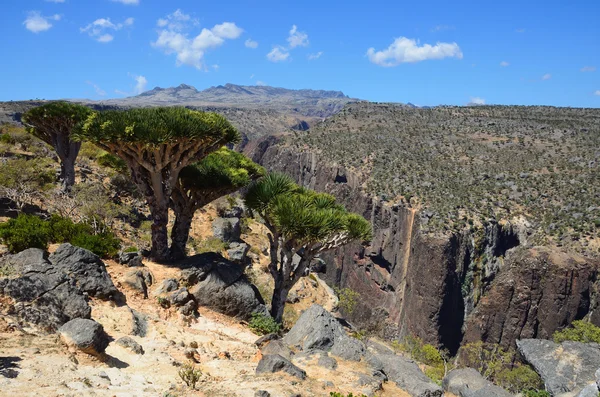 Yemen, Socotra, dragon trees on Diksam plateau — Stock Photo, Image