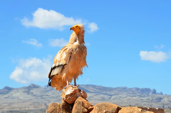 Abutres egípcios (Neophron Percnopterus) senta-se na pedra, Socotra, Iêmen — Fotografia de Stock