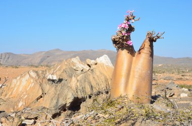 Yemen, Socotra, bottle trees (desert rose - adenium obesum) in the Gorge of Kalesan clipart