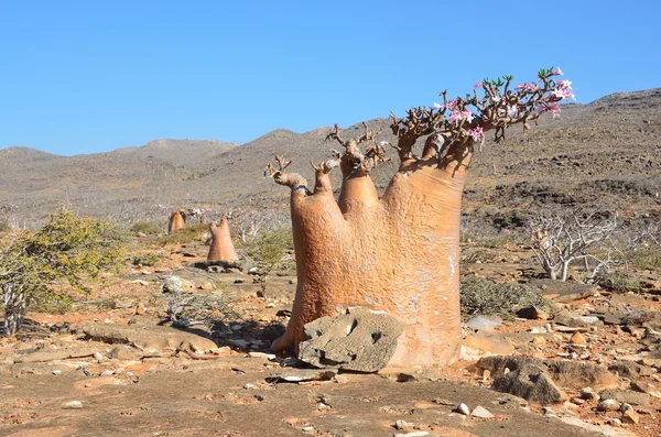 Jemen, Sokotra, butelka drzew (róża pustyni - Adium obesum) w wąwóz kalesan — Zdjęcie stockowe