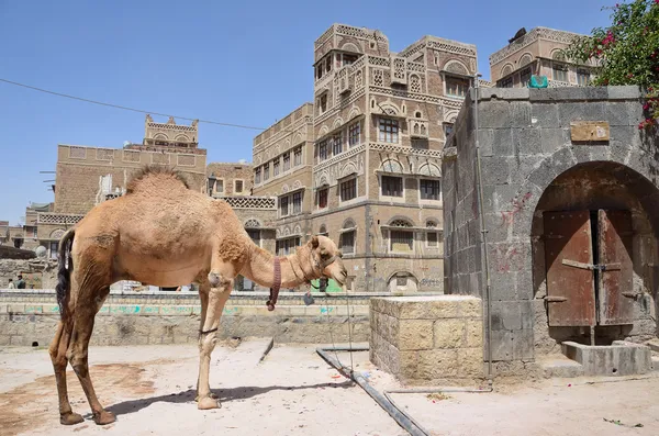Yemen, Sana'a, camel on the street in old town — Stock Photo, Image