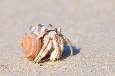 pavurya Umman Denizi kıyısında ıslak kum üzerinde