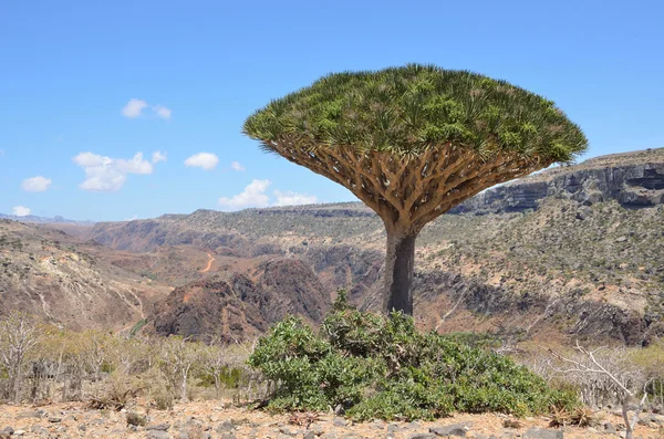 Plateau Diksam, dragón de la isla de Socotra — Foto de Stock