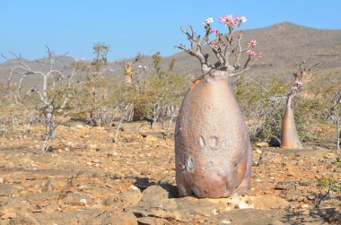 Plateau above the gorge Kalesan, the island of Socotra, bottle tree clipart