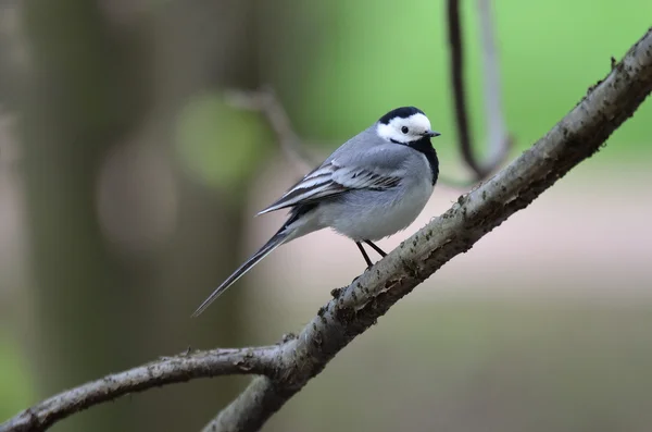 Wagtail, lat. Motacilla,  songbird — Stock Photo, Image