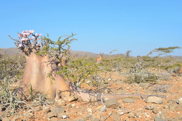 Plateau boven de gorge Kalesan, het eiland van Socotra, fles boom — Stockfoto