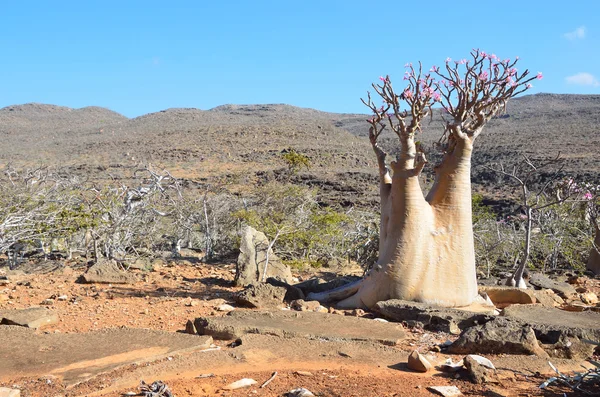 Meseta sobre el barranco de Kalesan, la isla de Socotra, árbol de botellas —  Fotos de Stock