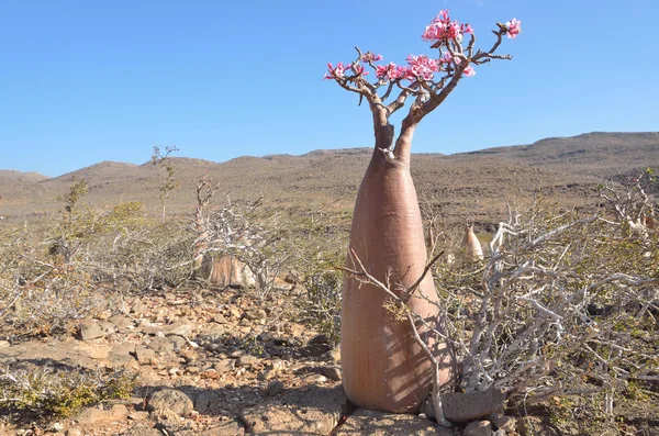 Plošiny nad soutěska Kalesan, ostrov Socotra, láhev strom — Stock fotografie