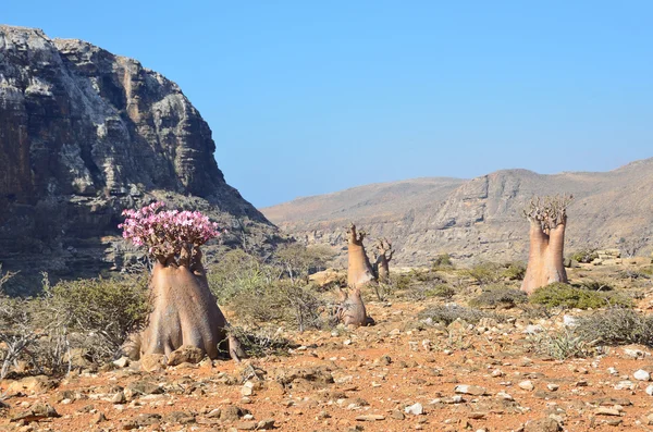 Platå ovanför ravinen Kalesan, ön Socotra, flaska träd — Stockfoto