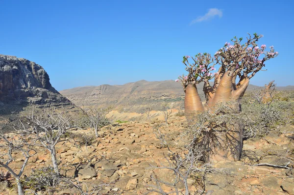 Altopiano sopra la gola Kalesan, l'isola di Socotra, albero della bottiglia — Foto Stock