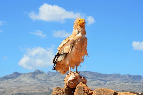 Abutres egípcios (Neophron Percnopterus) sentam-se sobre as rochas na ilha de Socotra, na natureza — Fotografia de Stock