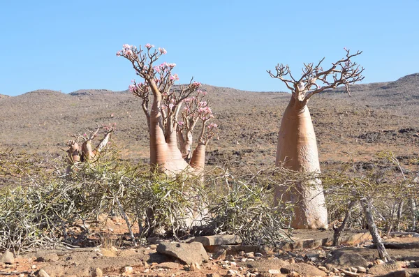 Plošiny nad soutěska Kalesan, ostrov Socotra, láhev strom — Stock fotografie