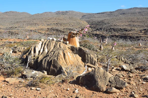 Plateau acima do desfiladeiro Kalesan, a ilha de Socotra, árvore de garrafa — Fotografia de Stock