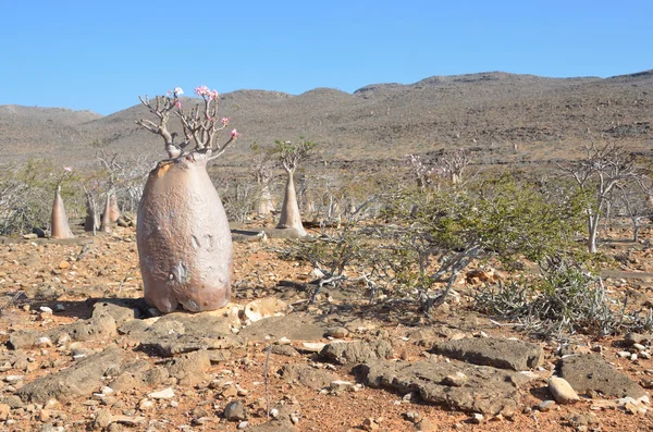 Meseta sobre el barranco de Kalesan, la isla de Socotra, árbol de botellas — Foto de Stock