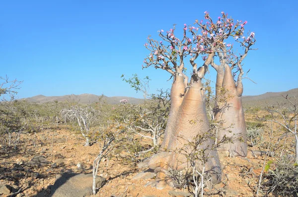 Plošiny nad soutěska Kalesan, ostrov Socotra, láhev strom — Stock fotografie