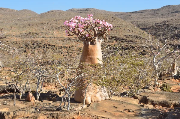 Meseta sobre el barranco de Kalesan, la isla de Socotra, árbol de botellas — Foto de Stock