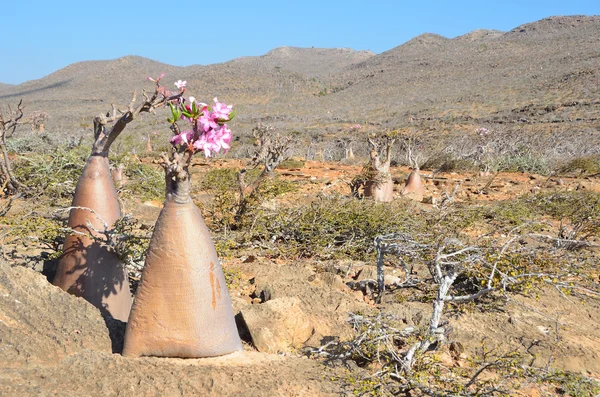 Meseta sobre el barranco de Kalesan, la isla de Socotra, árbol de botellas — Foto de Stock