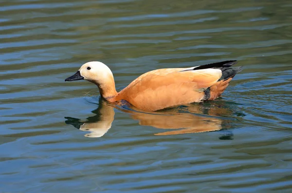 Červený shelducks — Stock fotografie