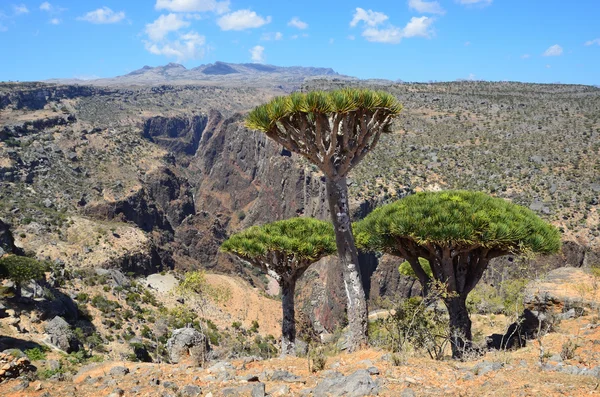 Plateau Diksam, dragones de la isla de Socotra — Foto de Stock
