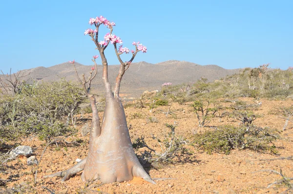 Meseta sobre el barranco de Kalesan, la isla de Socotra, árbol de botellas — Foto de Stock