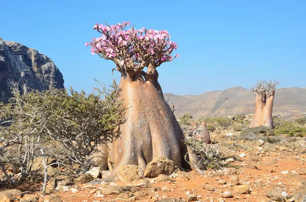 Meseta sobre el barranco de Kalesan, la isla de Socotra, árbol de botellas — Foto de Stock