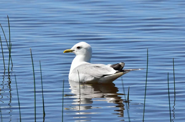 Gaviota en el lago Ferapontovo, región de Vologda —  Fotos de Stock