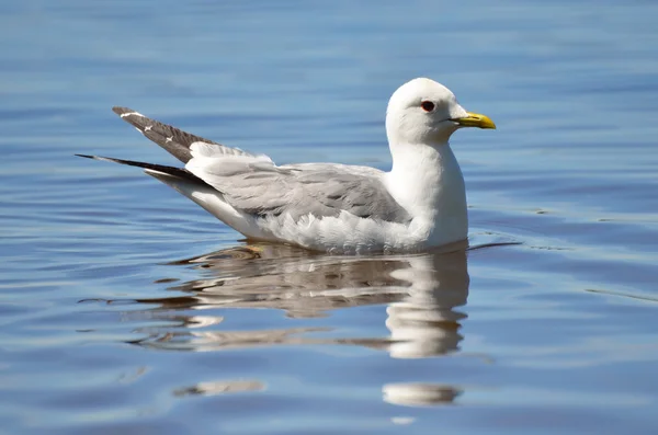 Möwe auf dem Ferapontovo-See, Gebiet Wologda — Stockfoto