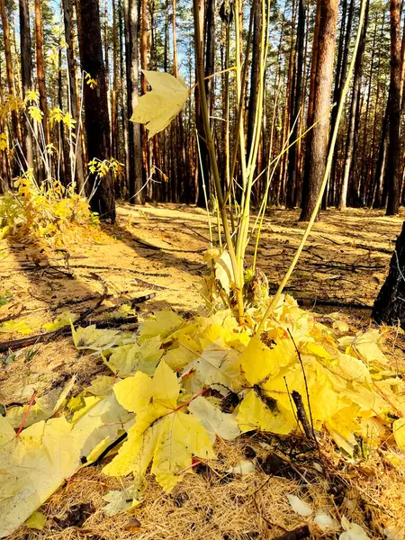 Amarelo Caído Folhas Bordo Floresta Nas Montanhas Basquiria Urais Sul — Fotografia de Stock